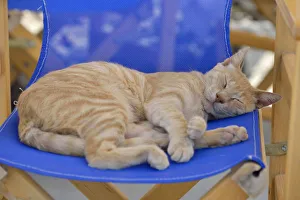 Cat asleep on a chair in Santorini, Kyclades, South Aegean, Greece, Europe Cat asleep on a chair in Santorini, Kyclades, South Aegean, Greece, Europe