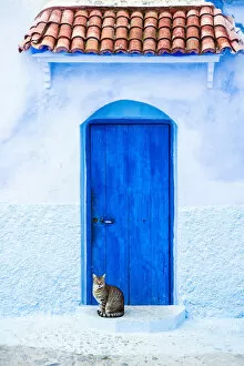 Images Dated 8th April 2015: Cat and a blue door, Chefchaouen, Morocco