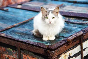 Cat in the Essaouira harbour, Marrakech-Tensift-Al Haouz, Morocco Cat in the Essaouira harbour, Marrakech-Tensift-Al Haouz, Morocco