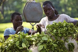 Central Africa, Malawi, Blantyre district. Tea plantation