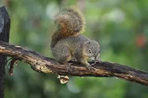Images Dated 16th November 2012: Central America, Costa Rica, Squirrel in the jungle