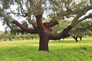 A century old cork tree in the Herdade de Monte Novo de Palma. Alentejo, Portugal A century old cork tree in the Herdade de Monte Novo de Palma. Alentejo, Portugal