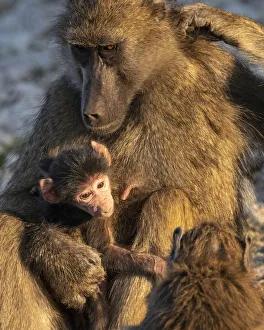 Chacma Baboon mother with baby, Chobe River, Chobe National Park, Botswana Chacma Baboon mother with baby, Chobe River, Chobe National Park, Botswana