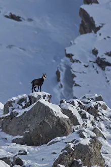 Chamois on the rocks, italian alps, Piedmont, Italy Chamois on the rocks, italian alps, Piedmont, Italy