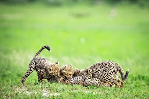 Okavango Delta Collection: Cheetah Cubs, Okavango Delta, Botswana