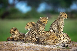 Okavango Delta Collection: Cheetah family, Okavango Delta, Botswana
