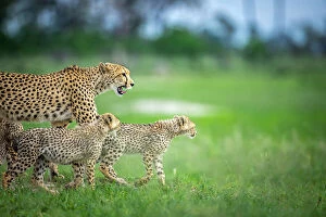Okavango Delta Collection: Cheetah family, Okavango Delta, Botswana