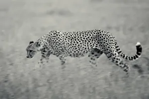 Cheetah walking late in evening in grass, Serengeti Grumeti Reserve Cheetah walking late in evening in grass, Serengeti Grumeti Reserve