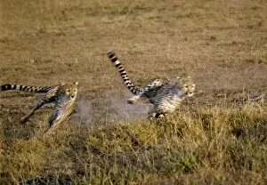 Feline Collection: Two cheetahs sprint after their quarry