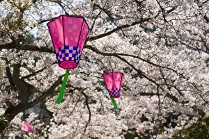 Images Dated 7th April 2006: Cherry blossoms (Sakura) & decorative lanterns
