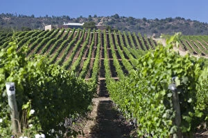 Images Dated 4th July 2013: Chile, Casablanca, vineyard detail at Vina Casas del Bosque winery