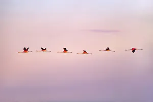 Chilean flamingos flying at sunrise in the skyes of Laguna Mar Chiquita (Mar de Ansenuza) Chilean flamingos flying at sunrise in the skyes of Laguna Mar Chiquita (Mar de Ansenuza)