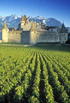 Vine Yard Gallery: Chillon Chateau