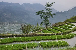 China, Yuanyang, Rice Terraces, Yunnan Province China, Yuanyang, Rice Terraces, Yunnan Province