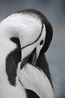Images Dated 22nd January 2006: Chinstrap Penguin