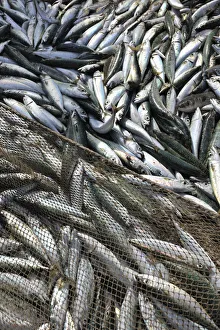 Chub mackerel (Scomber japonicus) catched by the traditional fishing method xavega Chub mackerel (Scomber japonicus) catched by the traditional fishing method xavega