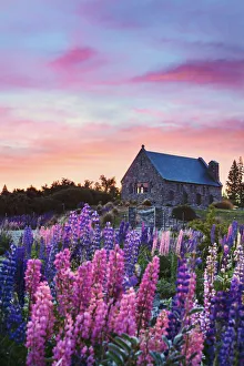 The church of the Good Shepherd with lupins in bloom by the lake at sunrise at Tekapo The church of the Good Shepherd with lupins in bloom by the lake at sunrise at Tekapo