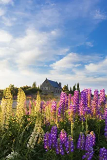 The Church of the Good Shepherd at Tekapo Lake in the morning light with colorful lupins The Church of the Good Shepherd at Tekapo Lake in the morning light with colorful lupins