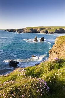 Images Dated 27th May 2010: Clifftop view of Porthcothan Bay with Spring wildflowers, Cornwall, England. Spring