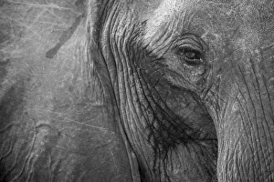 Close up of African elephant heaad and eye, Serengeti National Park, Black and white Close up of African elephant heaad and eye, Serengeti National Park, Black and white