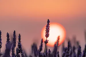 Close up of a lavender flower in front of the sun setting in Provence, Southern France Close up of a lavender flower in front of the sun setting in Provence, Southern France