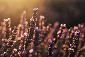 Close up on a lavenders flower with a bee, Provence, France Close up on a lavenders flower with a bee, Provence, France
