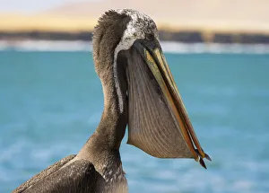 Close-up of Peruvian pelican with fish in throat pouch, Paracas National Reserve, Paracas Close-up of Peruvian pelican with fish in throat pouch, Paracas National Reserve, Paracas
