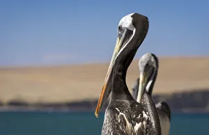 Close-up of Peruvian pelicans at Paracas National Reserve, Paracas, Pisco Province Close-up of Peruvian pelicans at Paracas National Reserve, Paracas, Pisco Province