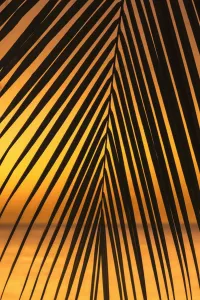 Caribbean Print: Grand Anse Bay Beach, Grenada