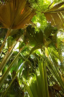 Coco de Mer palms, Vallei de Mai, Praslin Island, Seychelles Coco de Mer palms, Vallei de Mai, Praslin Island, Seychelles
