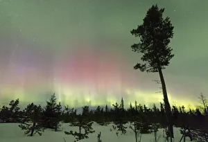 Colorful lights of the Aurora Borealis and starry sky on the snowy woods Levi Sirkka Colorful lights of the Aurora Borealis and starry sky on the snowy woods Levi Sirkka
