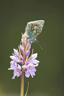 Common Blue Butterfly (Polyommatus icarus) on Common Spotted Orchid (Dactylorhiza fuchsii) Common Blue Butterfly (Polyommatus icarus) on Common Spotted Orchid (Dactylorhiza fuchsii)