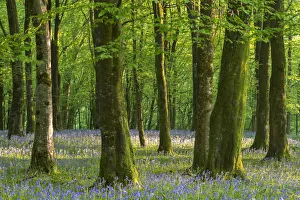 Common bluebells (Hyacinthoides non-scripta) flowering in a deciduous woodland during Common bluebells (Hyacinthoides non-scripta) flowering in a deciduous woodland during