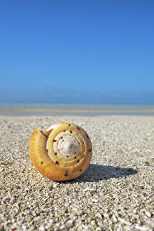 South Male Atoll Gallery: Conus snail - Maldives, South Male Atoll, Mahaanaelhihuraa - Rihiveli