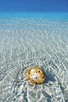 South Male Atoll Gallery: Conus snail in tropical lagoon - Maldives, South Male Atoll, Mahaanaelhihuraa - Rihiveli