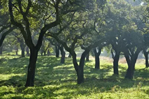 Arrabida Nature Park Gallery: Cork trees in a foggy day. Arrabida Natural Park. Portugal