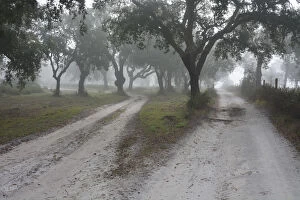 Cork trees in a misty morning. A forest in the Sado Estuary Nature Reserve. Portugal