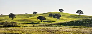Cork trees in the vast plains of Alentejo. Portugal Cork trees in the vast plains of Alentejo. Portugal
