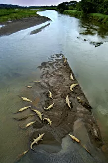 Images Dated 7th September 2011: Costa Rica, Saltwater Crocodiles, Rio Tarcoles, Carara Wildlife Refuge