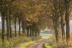Country lane leading through an avenue of colourful autumnal trees, Dorset, England Country lane leading through an avenue of colourful autumnal trees, Dorset, England