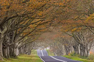 Country road passing through a tunnel of colourful autumnal beech trees, Dorset, England Country road passing through a tunnel of colourful autumnal beech trees, Dorset, England