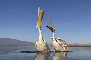 A couple of Dalmatian pelicans with their beaks open eat fish on lake Kerkini A couple of Dalmatian pelicans with their beaks open eat fish on lake Kerkini