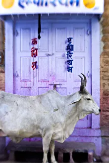 Cow in doorway, Jodhpur, Rajasthan, India Cow in doorway, Jodhpur, Rajasthan, India