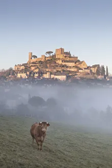 A cow stands in front of the hilltop village of Turenne surrounded by mist, Correze A cow stands in front of the hilltop village of Turenne surrounded by mist, Correze