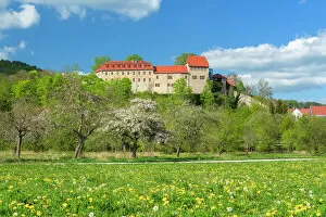 Thuringen Gallery: Creuzburg Castle in the Werra valley, in front of blooming orchard meadow, Creuzburg, Thuringia