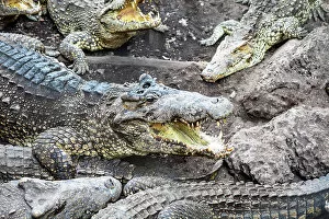 Reptile Collection: Crocodiles in Playa Larga, Bay of Pigs, Mantanzas Province, Cuba