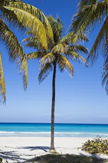 Cuba, Varadero, Palm trees on Varadero beach Cuba, Varadero, Palm trees on Varadero beach