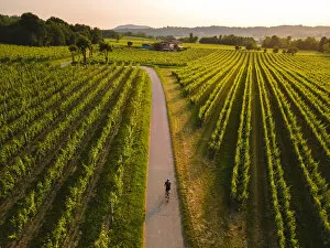 Riding Collection: Cycling through the vineyards of Franciacorta at sunset, Brescia province, Lombardy