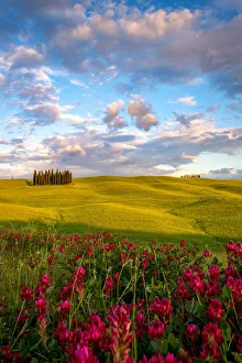 The cypress trees in the Val d Orcia , San Quirico d Orcia , Tuscany The cypress trees in the Val d Orcia , San Quirico d Orcia , Tuscany