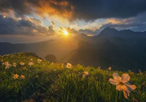 Daffodils flowering iat Monte Croce n the Italian alps Daffodils flowering iat Monte Croce n the Italian alps
